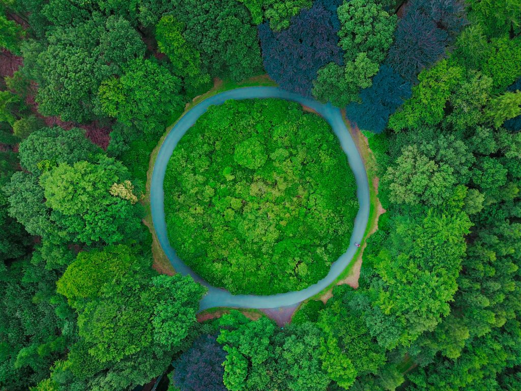 vista aerea di una foresta